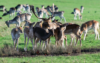 A herd of deer in Richmond wildlife park in London