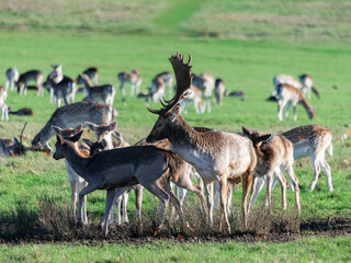 A herd of deer in Richmond wildlife park in London
