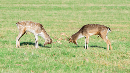 Naklejka na ściany i meble A pair of deer fighting in Richmond wildlife park