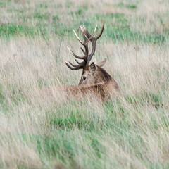 A stag lying down in the grass in Richmond wildlife park in London
