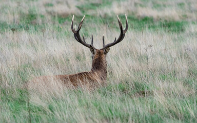 A stag lying down in the grass in Richmond wildlife park in London