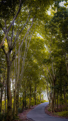 Kuningan West Java, the scenery is so beautiful and cool with lush trees that are still green 