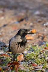 A crow holds a walnut in its beak.
