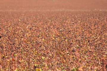 natura ,rolnictwo ,gryka owad ,pszczoła