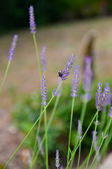Detailaufnahme einer Biene in einem Lavendelstrauch im Garten