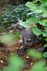 Obraz premium Birma Katze mit hübschen blauen Augen im Garten