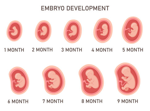 Human embryo development nine month stages medical infographic element vector illustration