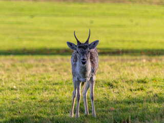 A stag in Richmond wildlife park in London