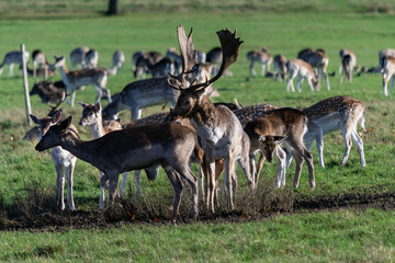 Naklejka na ściany i meble A herd of deer in Richmond wildlife park in London