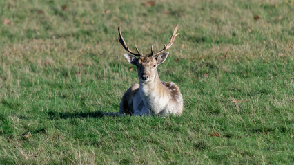 A stag in Richmond wildlife park in London