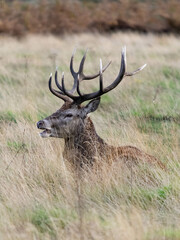 Naklejka na ściany i meble A stag lying down in the grass in Richmond wildlife park in London