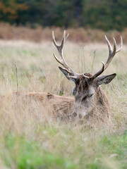 A stag lying down in the grass in Richmond wildlife park in London