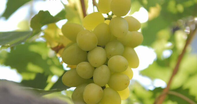 A bunch of white grapes ripens in the sun. Grapes on a bush in a vineyard.