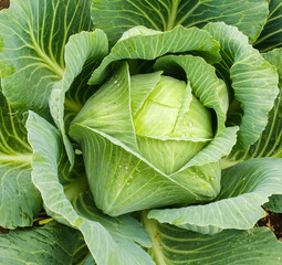 The cabbage crop ripened in autumn. Ripening late varieties of cabbage. Growing organic vegetables.