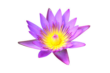 pink flower or pink lotus isolated with white background.