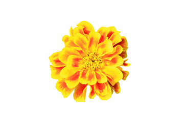 yellow beautiful flowers isolated on white background.