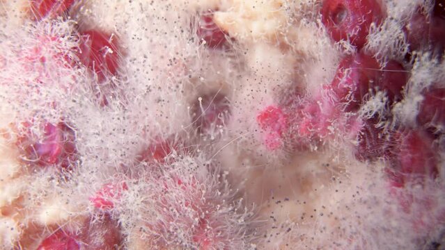 Mold on food. Fungus on spoiled berries. Mold spores close up. Soft variable focus. Macro video.