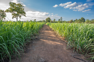 sugarcane field sugarcane farm - 643963978