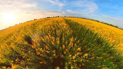 Yellow flower field and blue sky - 643964124