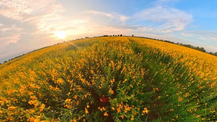 Yellow flower field and blue sky - 643964127