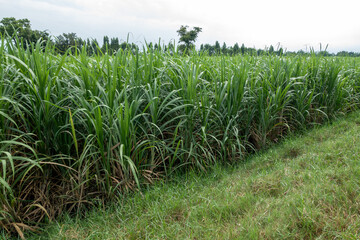 sugarcane field sugarcane farm - 643964129