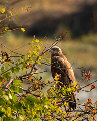 eurasian marsh harrier or Circus spilonotus portrait or closeup perched on tree with natural green background at keoladeo national park or bharatpur bird sanctuary rajasthan india asia