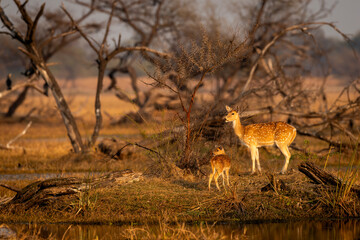Naklejka na ściany i meble mother Spotted deer or Chital or Cheetal or axis axis with her fawn or baby in scenic and colorful landscape winter evening light at keoladeo national park or bharatpur bird sanctuary Rajasthan India