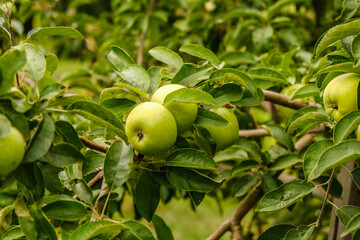 Growing organic green apples in the garden. Apple ripening season. Harvesting apples in autumn.