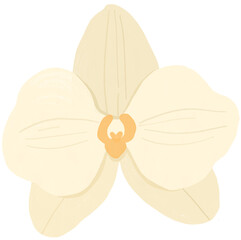Orchid flower hand drawn illustration