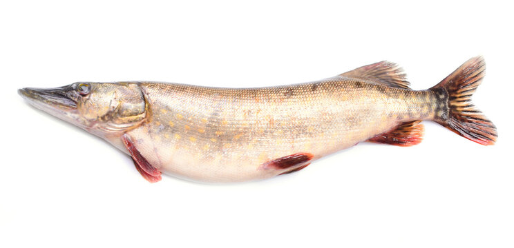 Fish pike on a white background