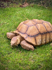 Obraz premium tortue géante