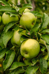 Growing organic green apples in the garden. Apple ripening season. Harvesting apples in autumn.