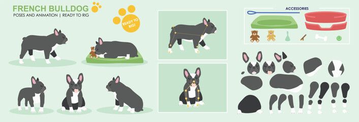 Cute Black and white french bull dog vector collection of poses with multiple angles and accessories. Puppy sleeping, sitting, walking, popular dogs	