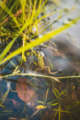 frog in the water