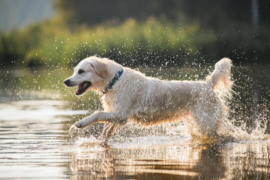 happy golden retriever dog running in the lake with splashes