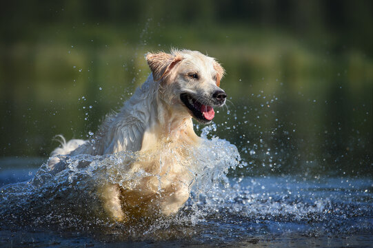happy golden retriever dog jumping into the lake