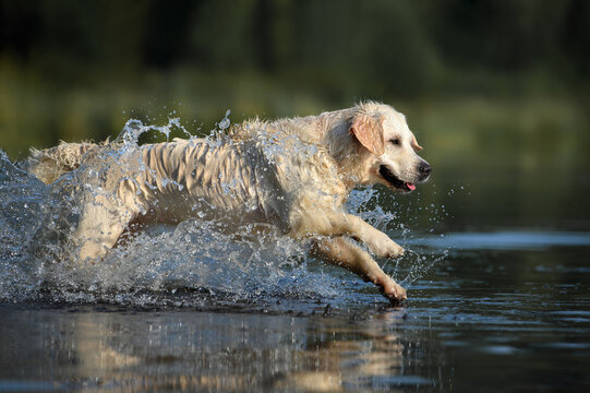 happy wet golden retriever dog jumping into the lake with splashes all around