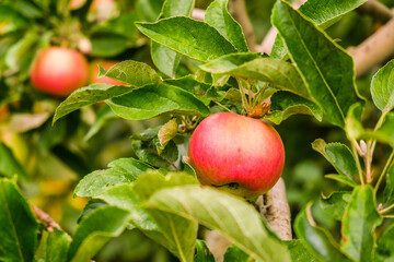 Growing organic apples in the garden. Apple ripening season. Harvesting apples in autumn.