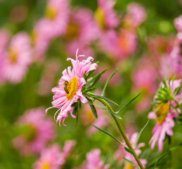 Obraz premium Growing autumn flowers. Pink asters bloomed in the garden in autumn.
