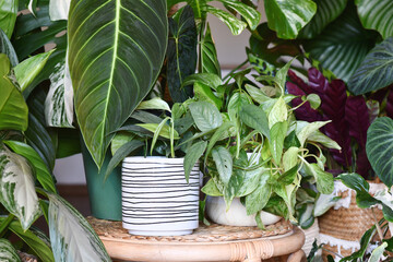 Urban jungle. Different tropical houseplants like Philodendron or pothos in basket flower pots on...