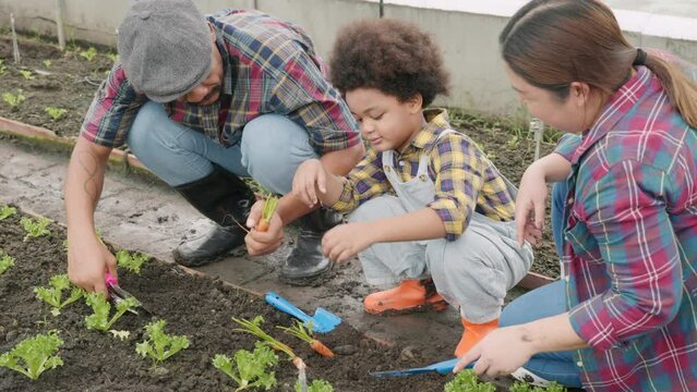Family with small children gardening farm growing organic vegetables together, Father mother and son help planting a vegetable garden, Concept of healthy eating growing vegetables at home