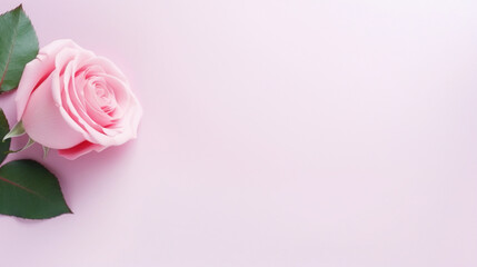 Pink pastel background with pink rose