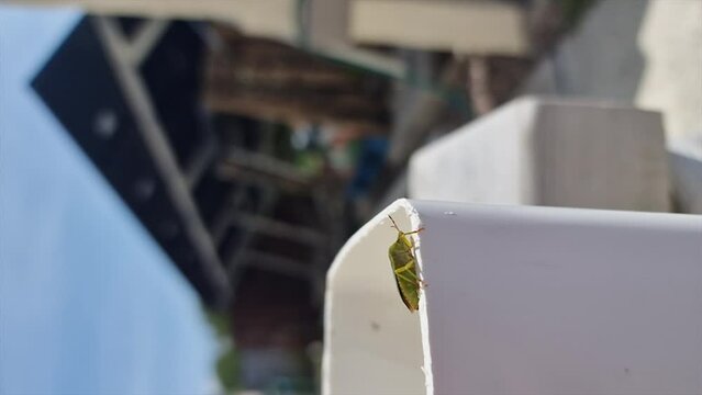 A Common Green Shieldbug on a plastic pipe, Palomena prasina