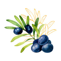 Watercolor floral illustration of olive branch with black olives in luxery design isolated on a white background.
