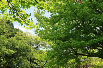 夏の公園の緑