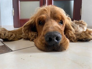 Portrait of a brown dog
 with long ears, a pet.