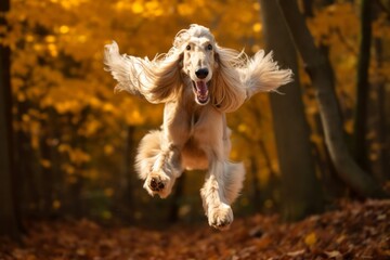 Obraz na płótnie Canvas Environmental portrait photography of a funny afghan hound dog jumping wearing a training vest against a background of autumn leaves. With generative AI technology