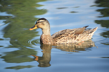 duck in the lake