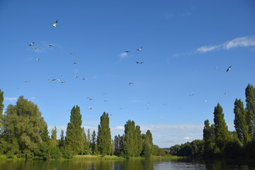 birds flying over the pond