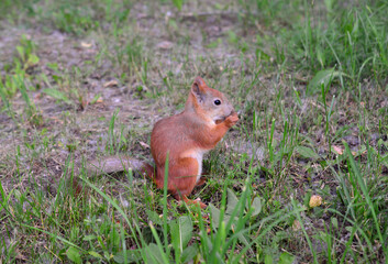 Naklejka na ściany i meble red squirrel sitting on the ground in the forest close up 